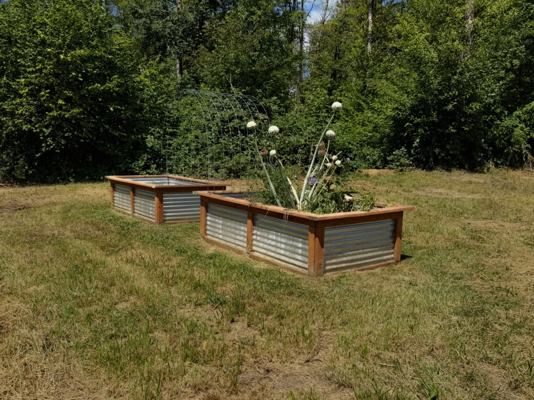 Raised garden beds near the forest