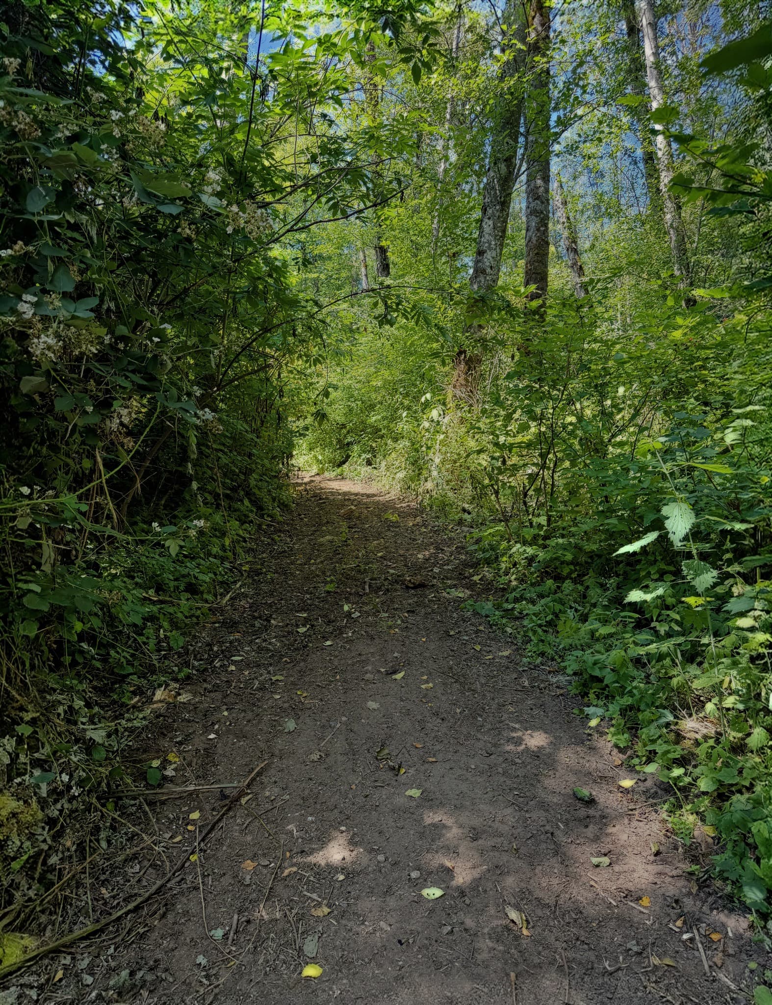 Private trail through the summer forest