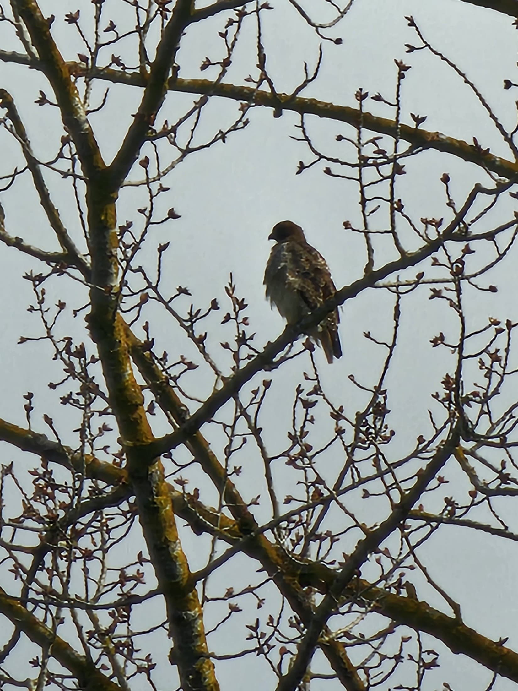 Hawk perched in a tree on the property