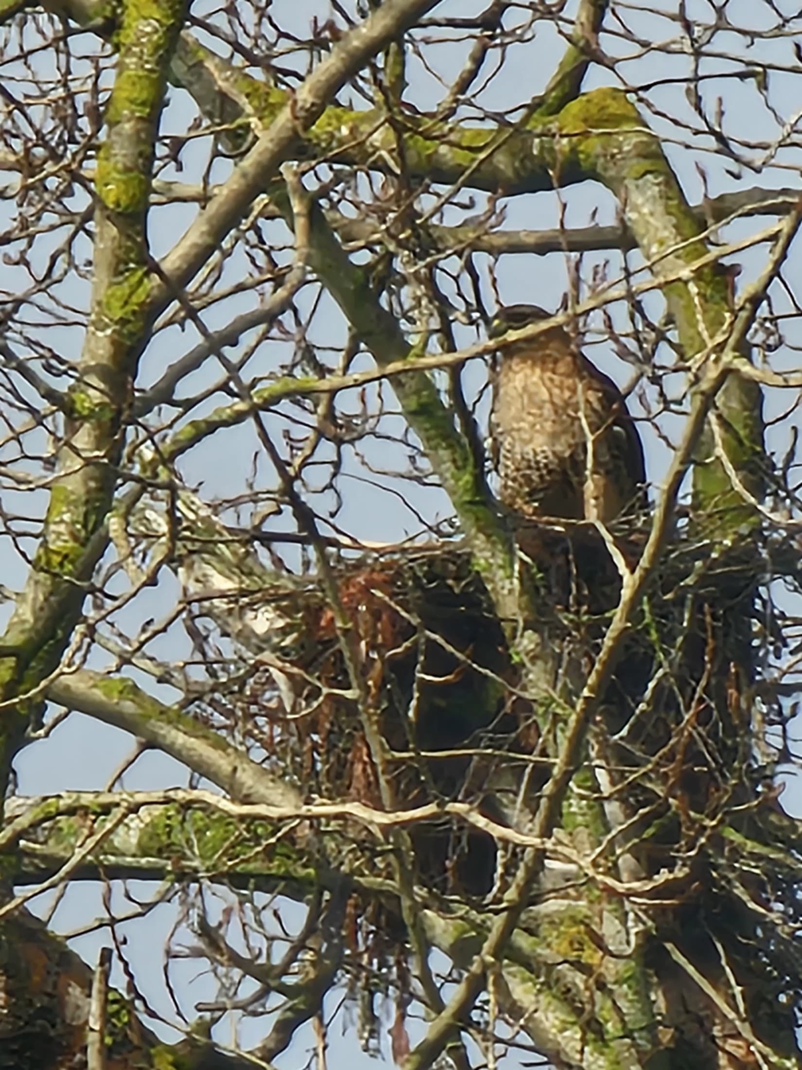 Hawks nesting in a tree on the property