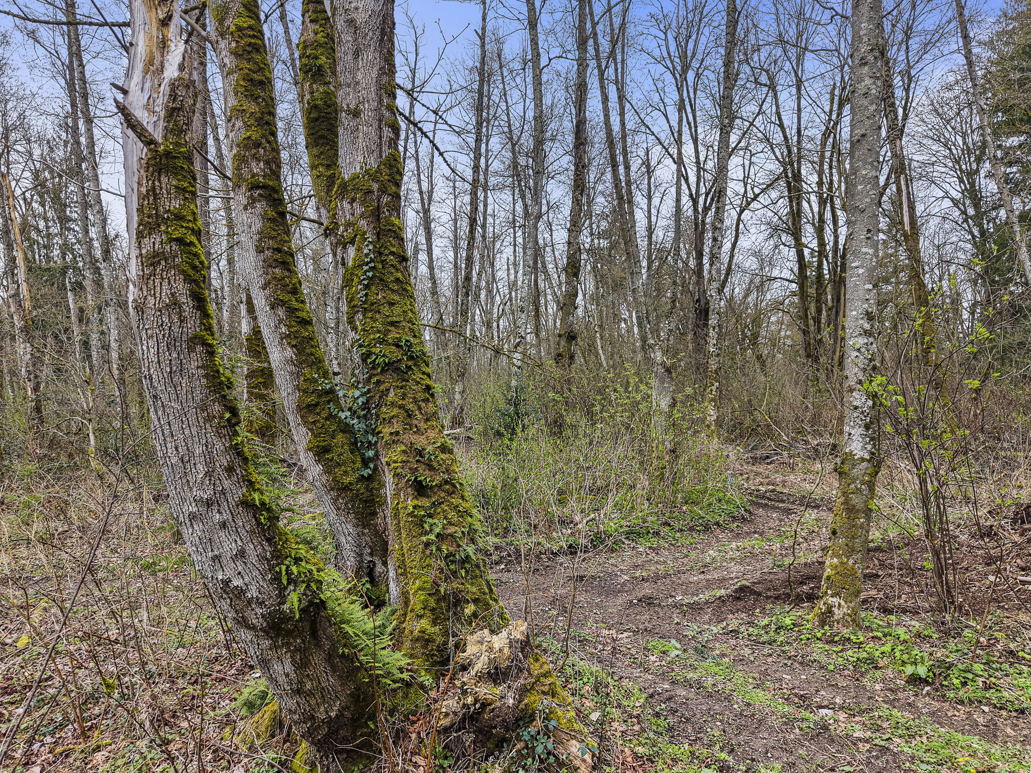 Trail through the forest